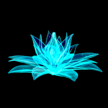 Lotus G+G