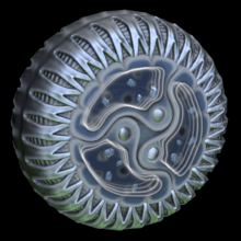 Cytoplasm