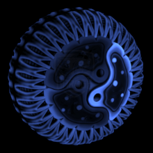 Cytoplasm 