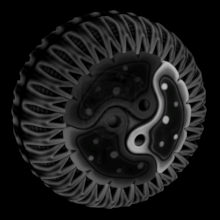 Cytoplasm 