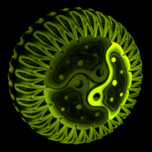 Cytoplasm 