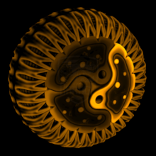 Cytoplasm 