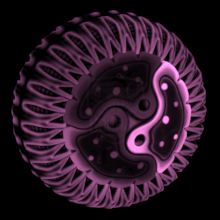 Cytoplasm 