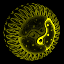 Cytoplasm 