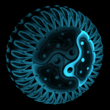 Cytoplasm 