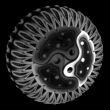 Cytoplasm 