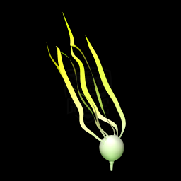 Kelp