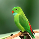 BirdmanTrader's avatar