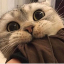 Timmy12368420's avatar