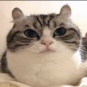 Laterer's avatar