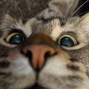 Tomachi's avatar
