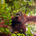 Average_Human's avatar