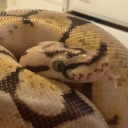 rubikscubejr's avatar