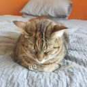 moving_cupcake's avatar