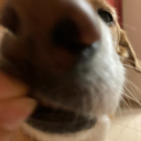 Maxicalpan's avatar