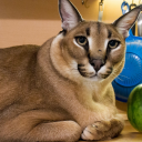 HAM-BURGER-69420's avatar