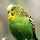 HaukeTrading's avatar