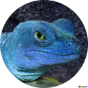 your_average_lizard_lover's avatar