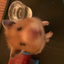 Squirrel_254's avatar