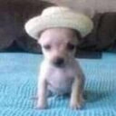 LACL's avatar