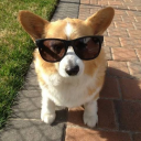 ThisIzCorgi