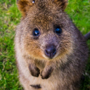 I_Like_Quokkas' avatar