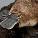 TheMoistPlatypus