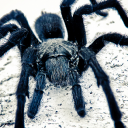 black_tarantula