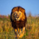 LT_The_Lion's avatar