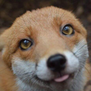 Foxy8-Ita's avatar