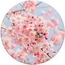 ChewwyBwossom's avatar