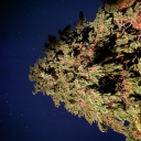 Protect_ChrisOG's avatar