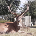 DemNutzGoteem's avatar