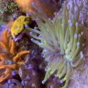 DizzyDrizziee's avatar