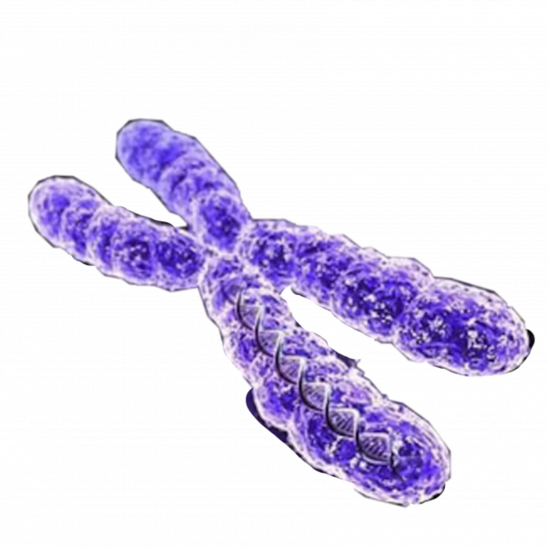 Без хромосом. Хромосома. Хромосома на белом фоне. Хромосома без фона. Хромосомы на прозрачном фоне.