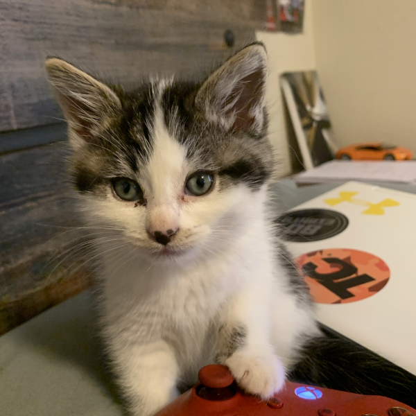 Avatar