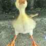 Agroaro0o0o's avatar