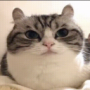 Laterer's avatar