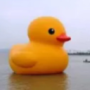 mr_duck21312's avatar