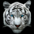 MarshTheBacca's avatar