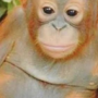 Blobf1shy's avatar