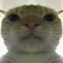 NotScemer's avatar