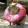 SnofYT's avatar