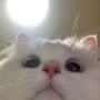 R0_Curtis' avatar