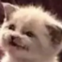 Bekfestcat3000's avatar
