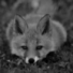 skie_fox's avatar