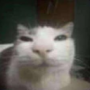 spoingus101's avatar