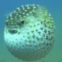 CrabbyAzmor1's avatar