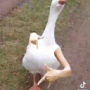 TheBird117's avatar