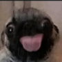 TTV_Doggomaster's avatar